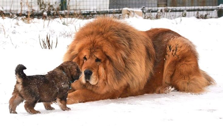 Majestic Tibetan Mastiff