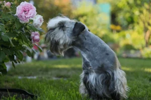 Cesky Terrier Dog