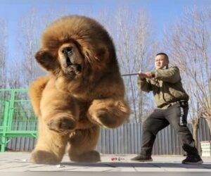 Tibetan Mastiff