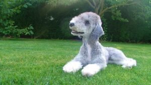 Bedlington Terrier