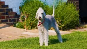 Bedlington Terrier