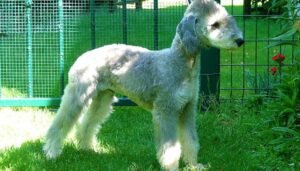 Bedlington Terrier