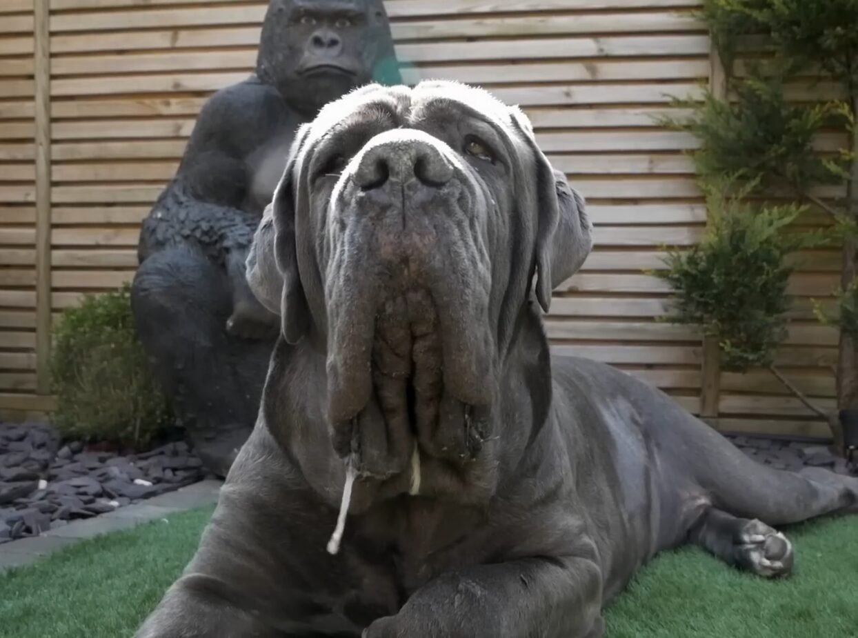 Monstrous Mastiff Dog