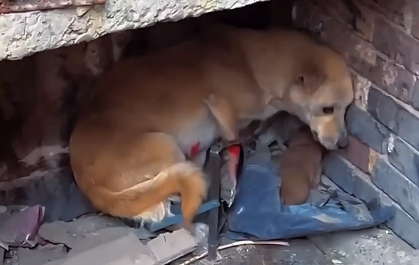 Stray Dog in Excruciating Pain