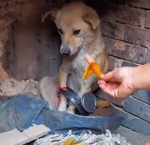 Stray Dog in Excruciating Pain