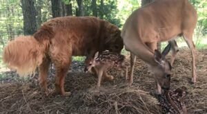 A Deer And A Dog