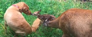 A Deer And A Dog