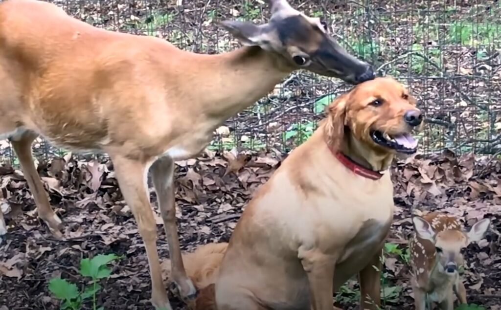 A Deer And A Dog