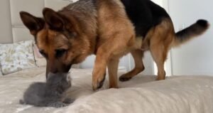 A Kitten And A German Shepherd