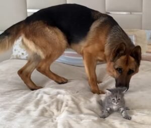 A Kitten And A German Shepherd