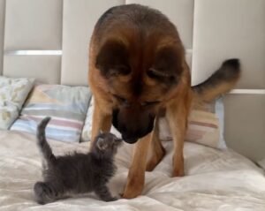 A Kitten And A German Shepherd