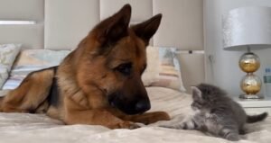 A Kitten And A German Shepherd