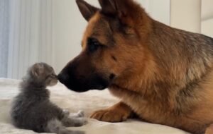 A Kitten And A German Shepherd