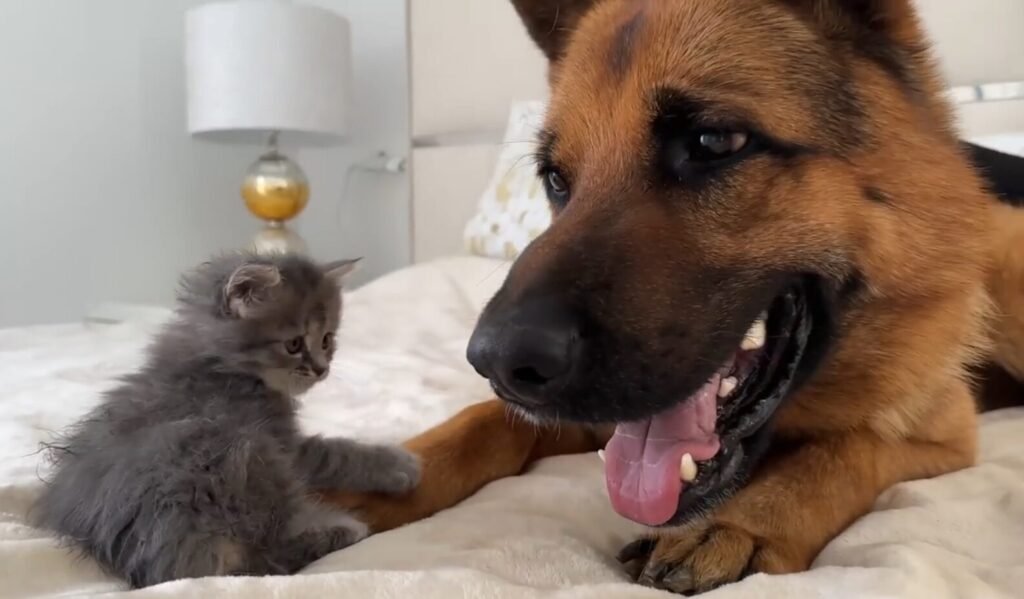 A Kitten And A German Shepherd