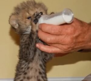 Cheetah and Dog