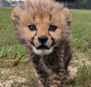 Cheetah and Dog