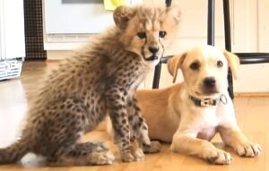 Cheetah and Dog