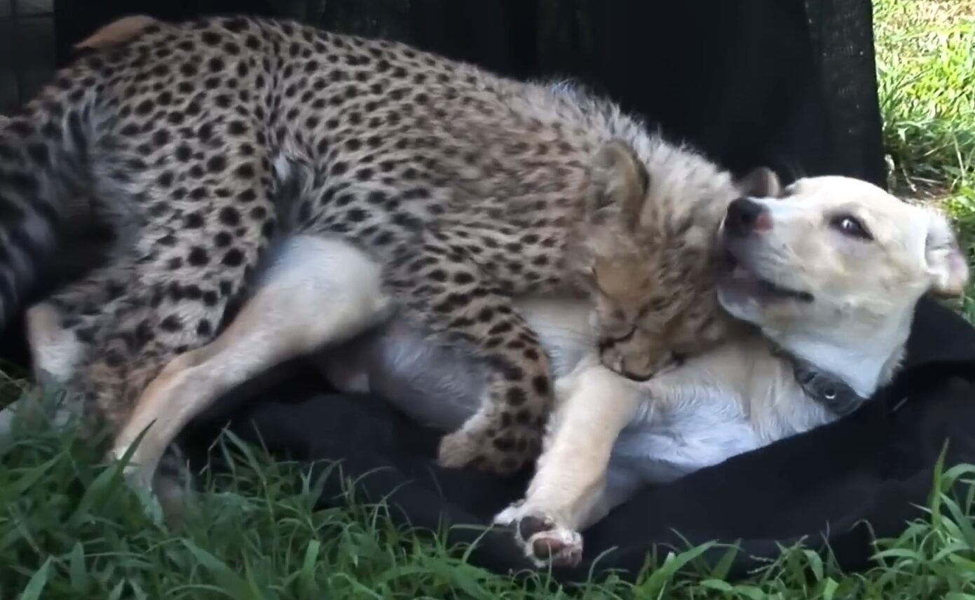 Cheetah and Dog