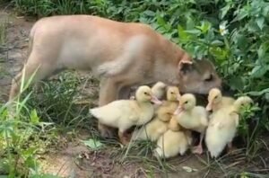 Dog And Ducklings