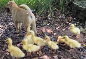 Dog And Ducklings