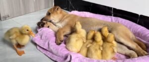 Dog And Ducklings