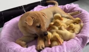 Dog And Ducklings