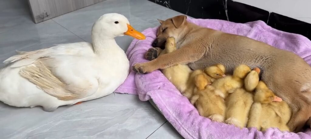 Dog And Ducklings