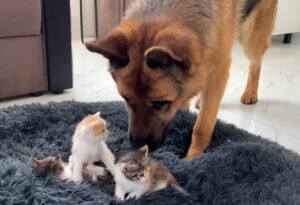 German Shepherd And The Kittens