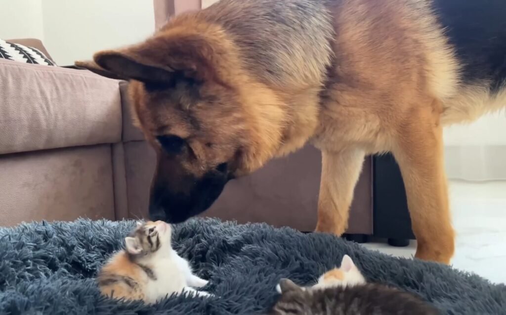 German Shepherd And The Kittens