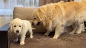 Golden Retriever Puppy