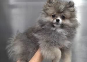 Pomeranian Puppy