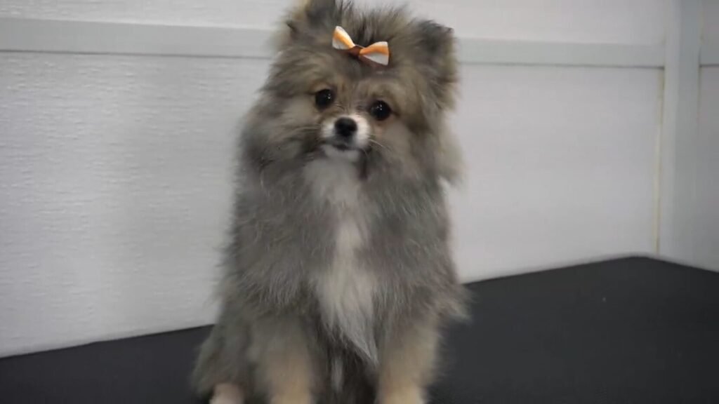 Pomeranian Puppy