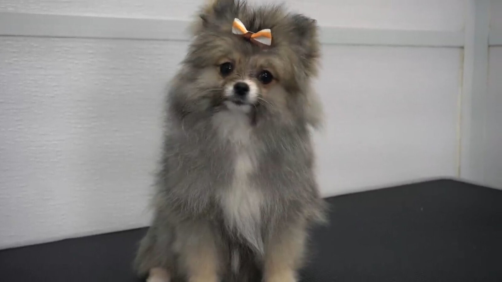 Pomeranian Puppy