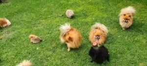 Pomeranian pups