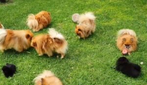 Pomeranian pups