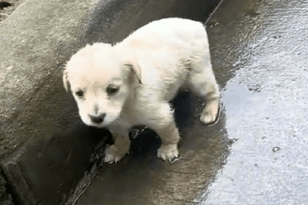 Puppy’s Rescue