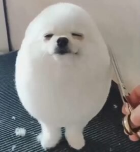 Puffy Doggo