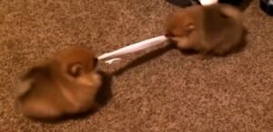 Pomeranian Puppies At Tug Of War