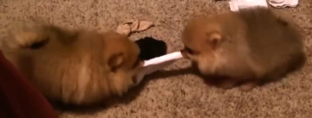 Pomeranian Puppies At Tug Of War