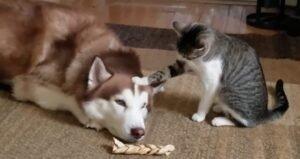 Bullying The Husky