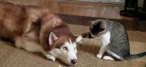 Bullying The Husky