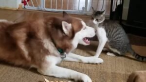 Bullying The Husky