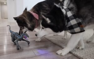 Dino and Dogs