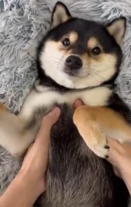 Grooming a Husky