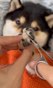 Grooming a Husky