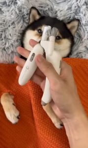 Grooming a Husky