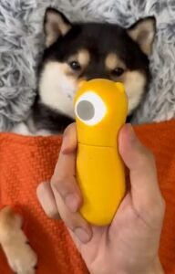 Grooming a Husky