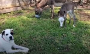 Baby Donkey and Her Loyal Guardian