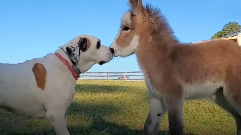 Baby Donkey and Her Loyal Guardian